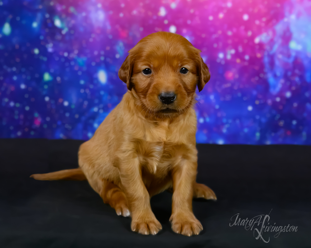 Puppy known as SNIFS