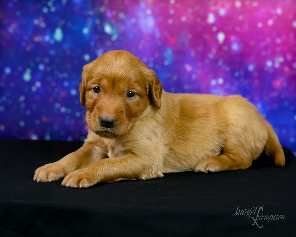 Puppy known as Sputnik