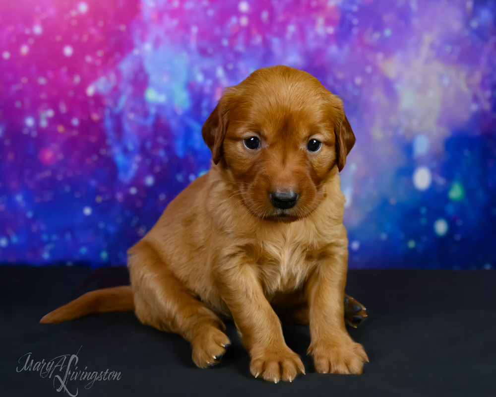 Puppy known as TRACERS