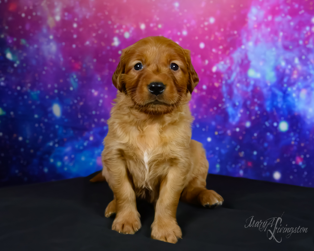 Puppy known as Yuri