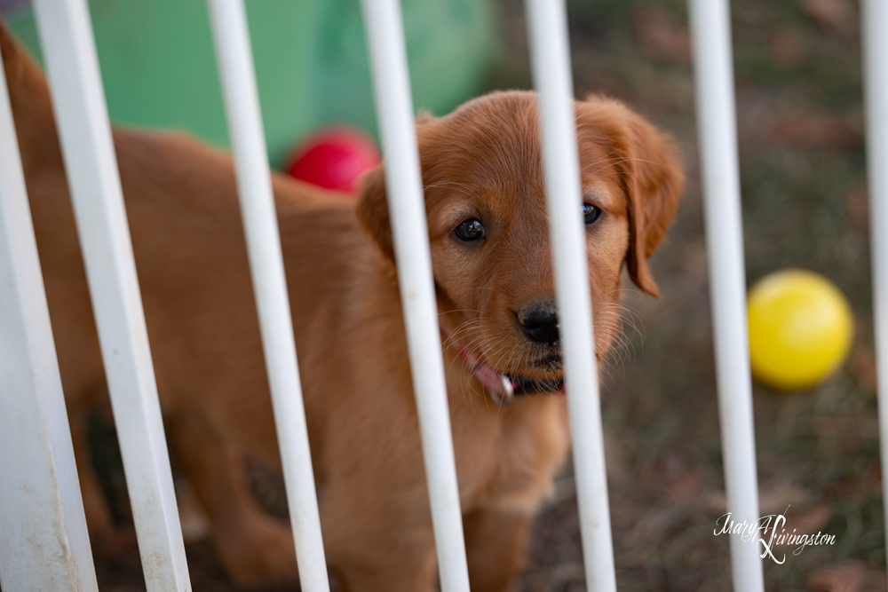 Puppy known as Lucy