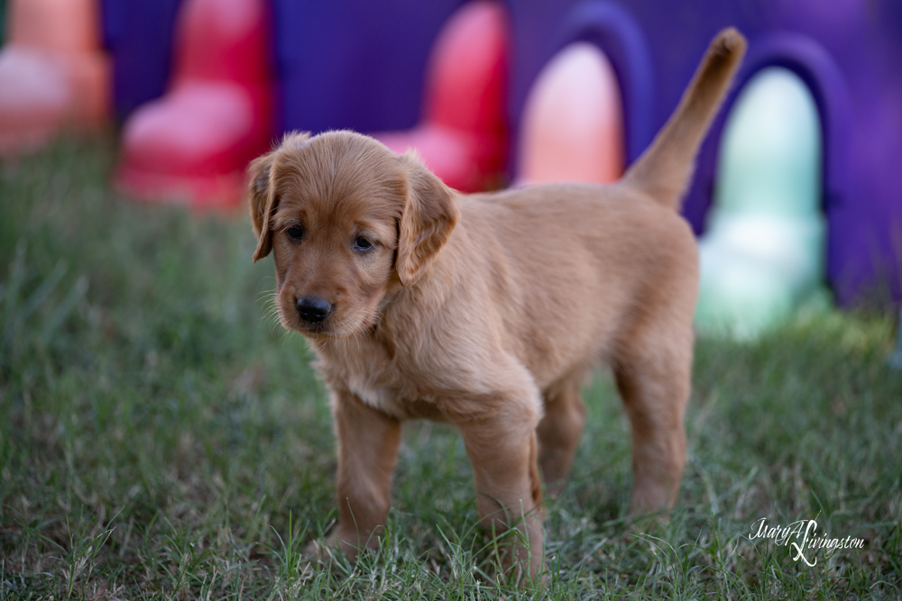 Puppy known as Rover