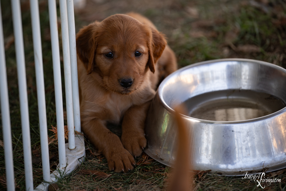 Puppy hanging out by the water dish.
