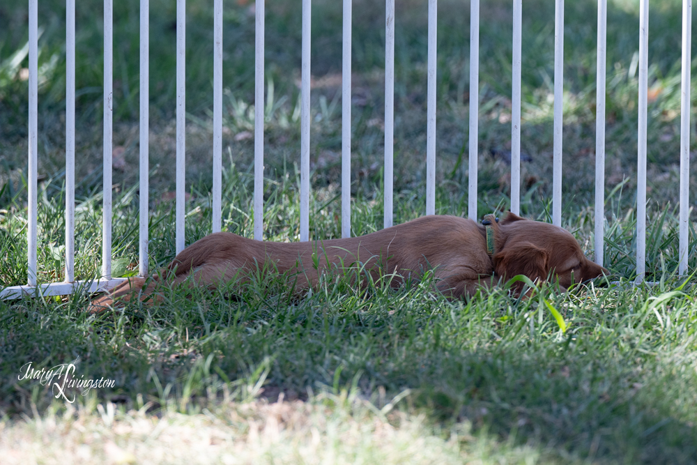 Puppy EZIE sacks out in the cool grass.