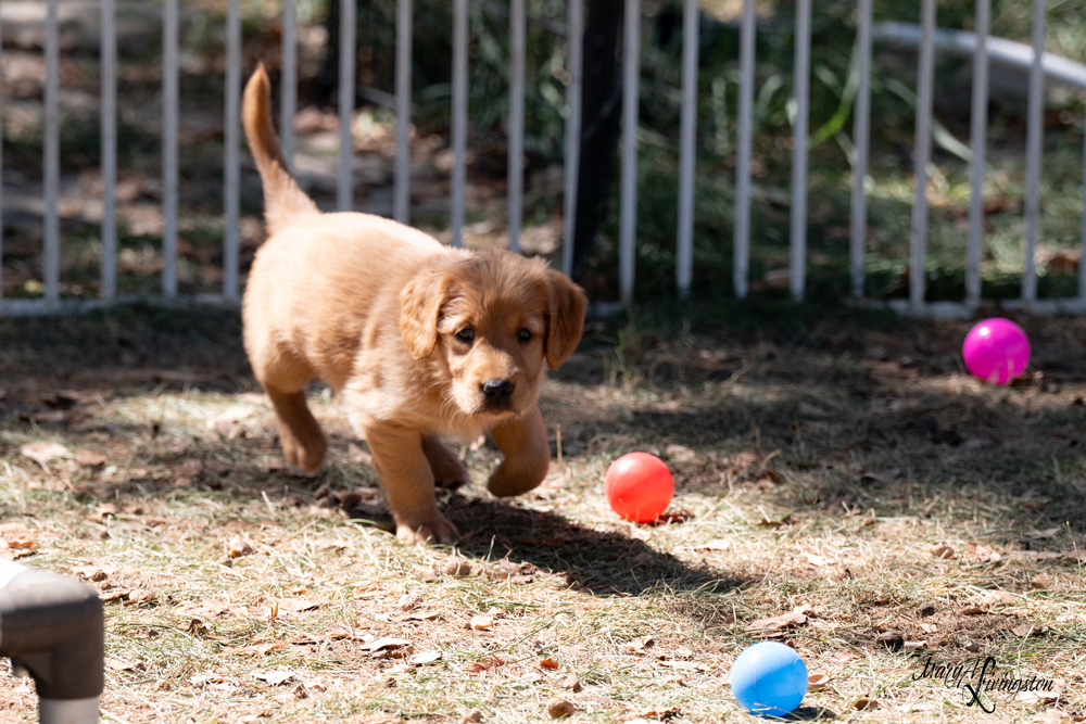 Puppy