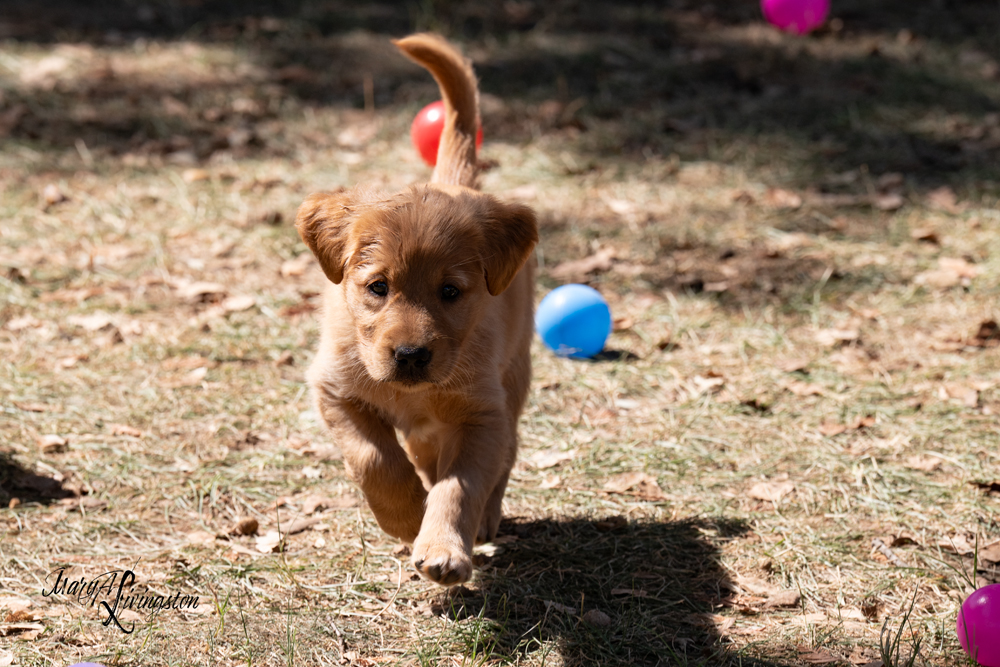 Puppy