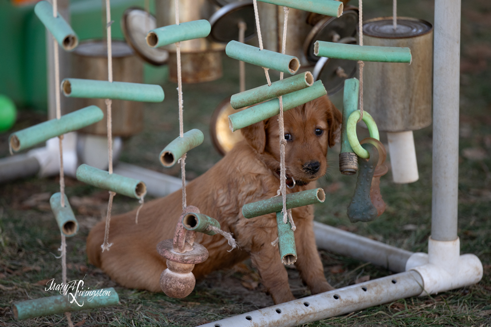 Puppy known as Rocket