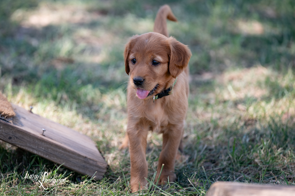 Puppy known as EZIE