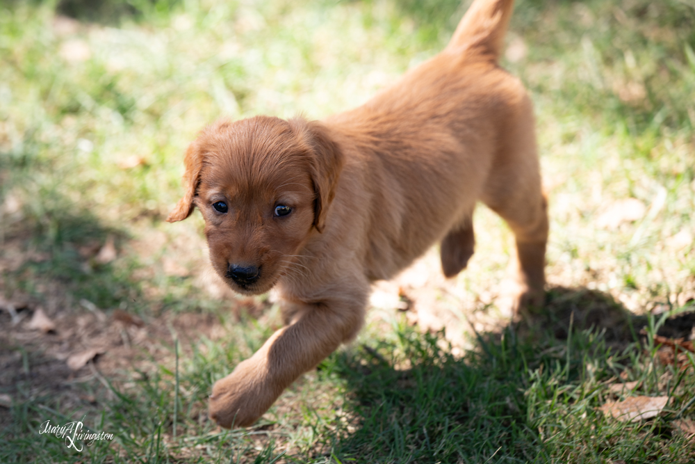 Puppy