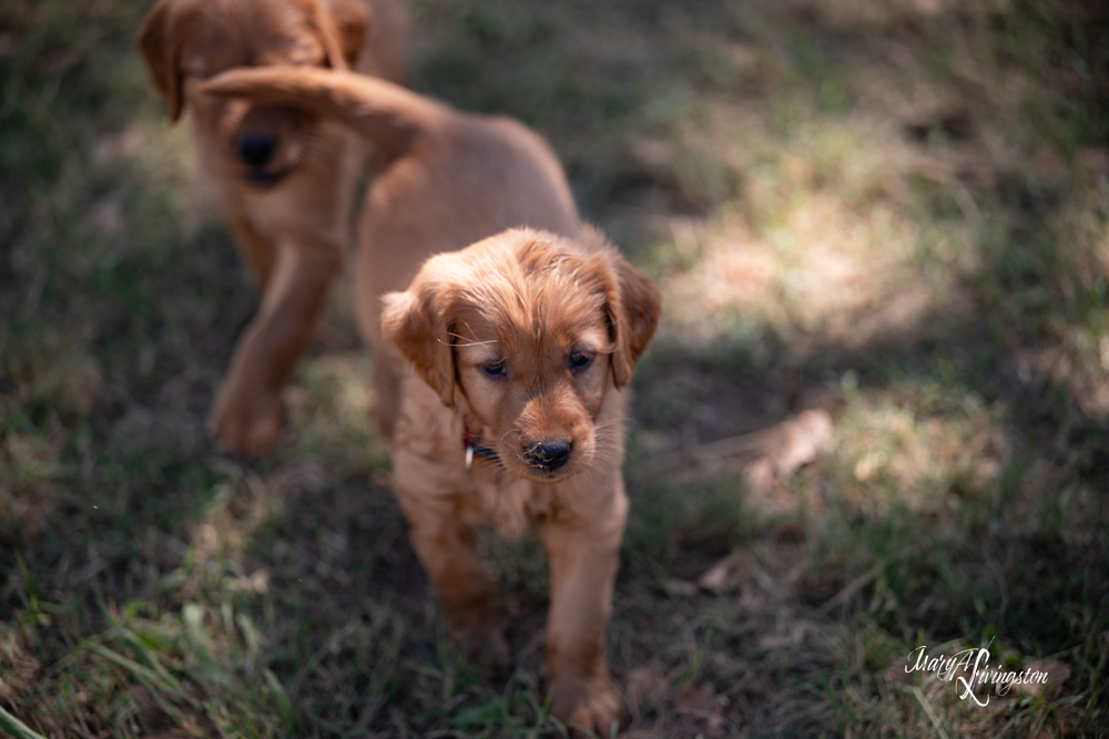 Puppies