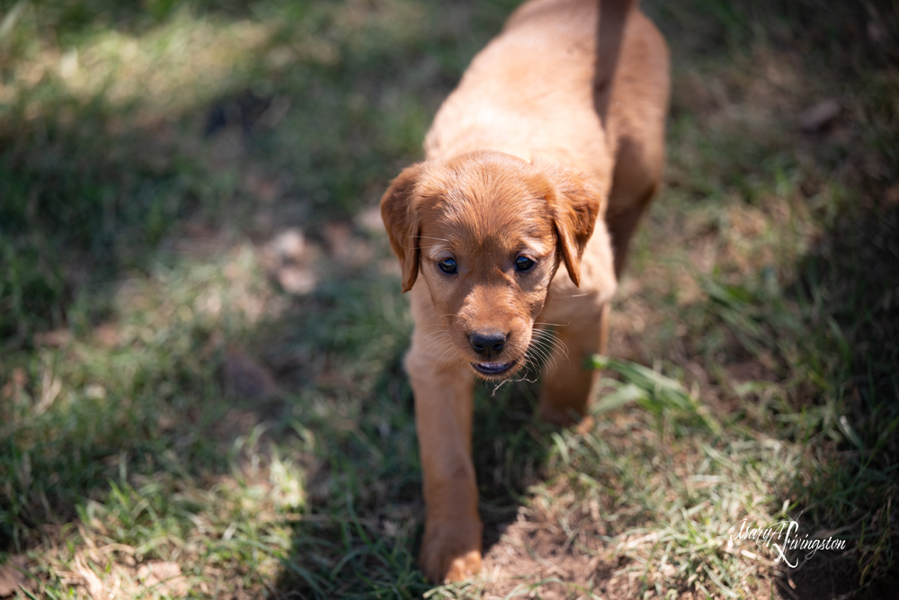 Puppies