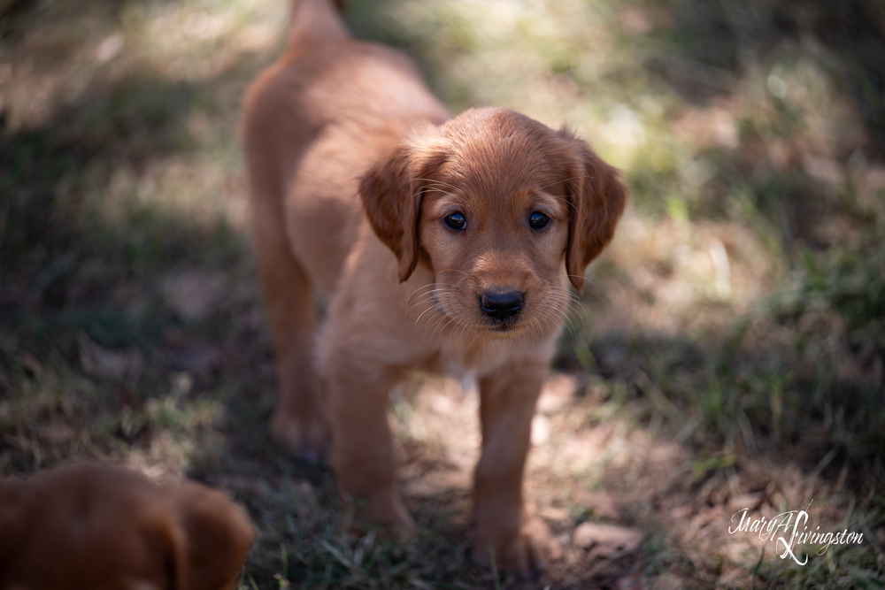 Puppies