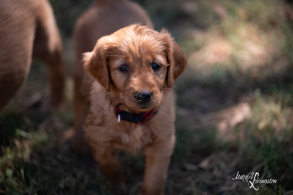 Puppies