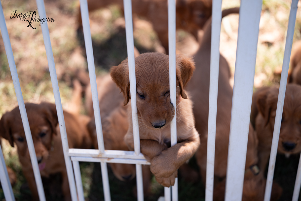 Puppies