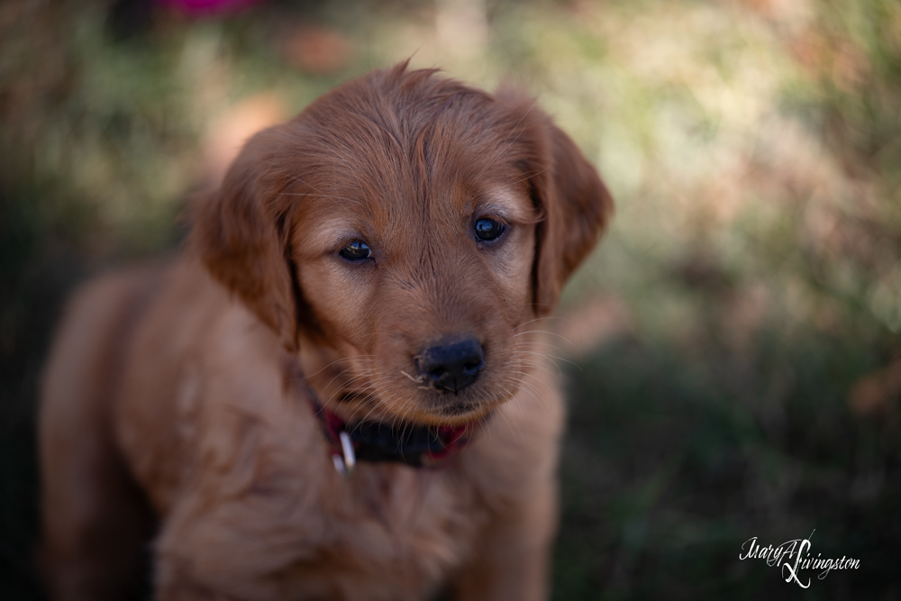 Puppies