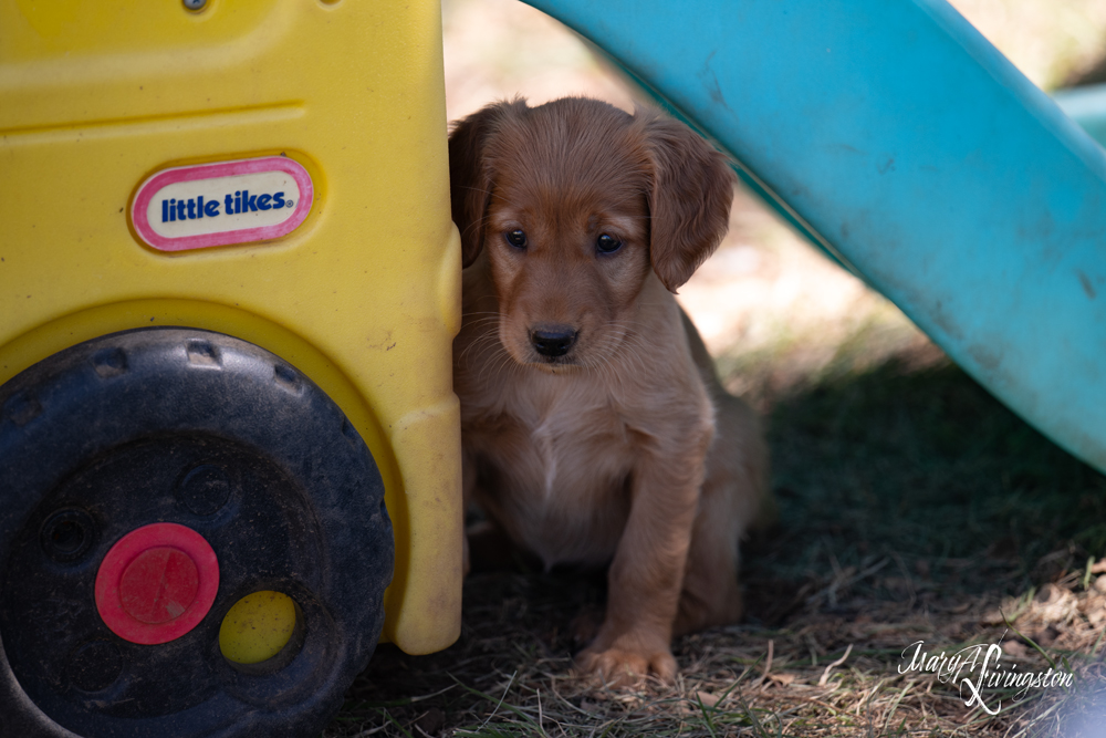 Puppies