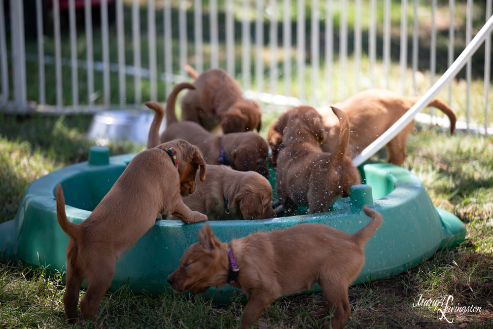 Puppies playing in water.