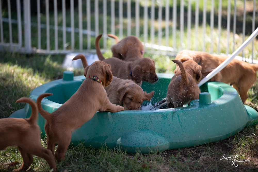 Puppies playing in water.