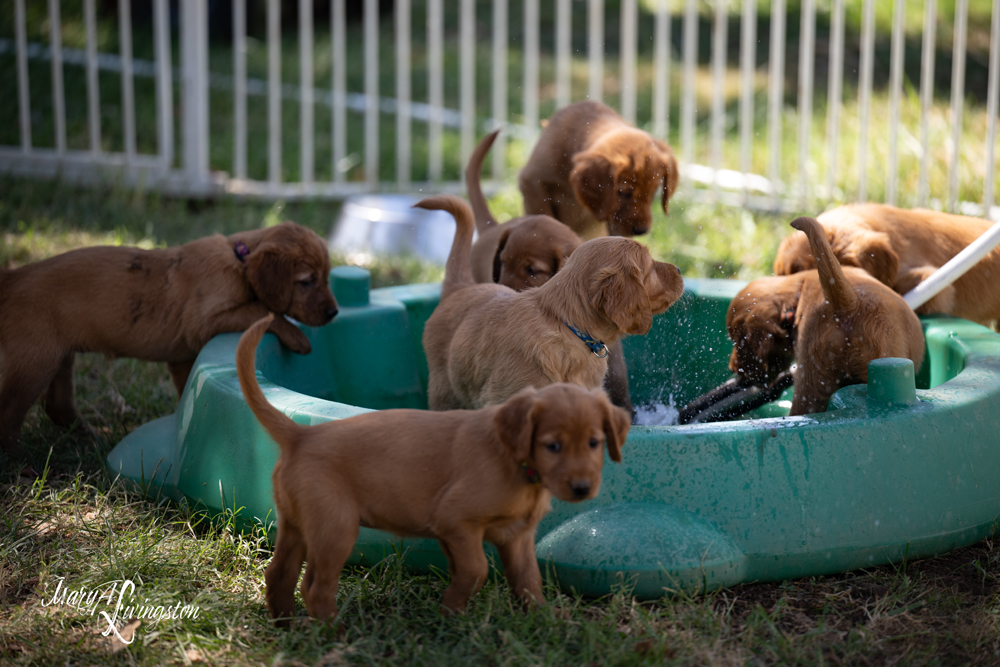 Puppies playing in water.
