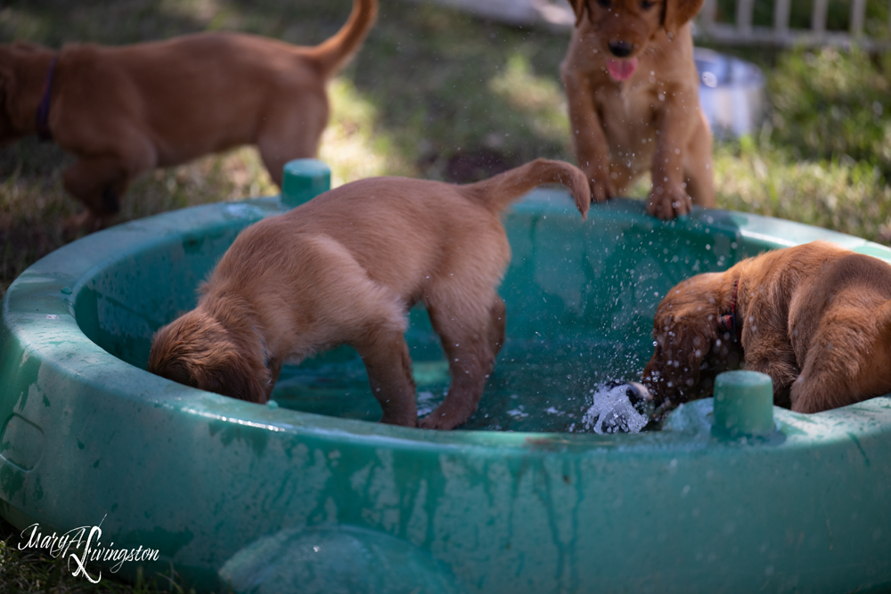 Puppies playing in water.