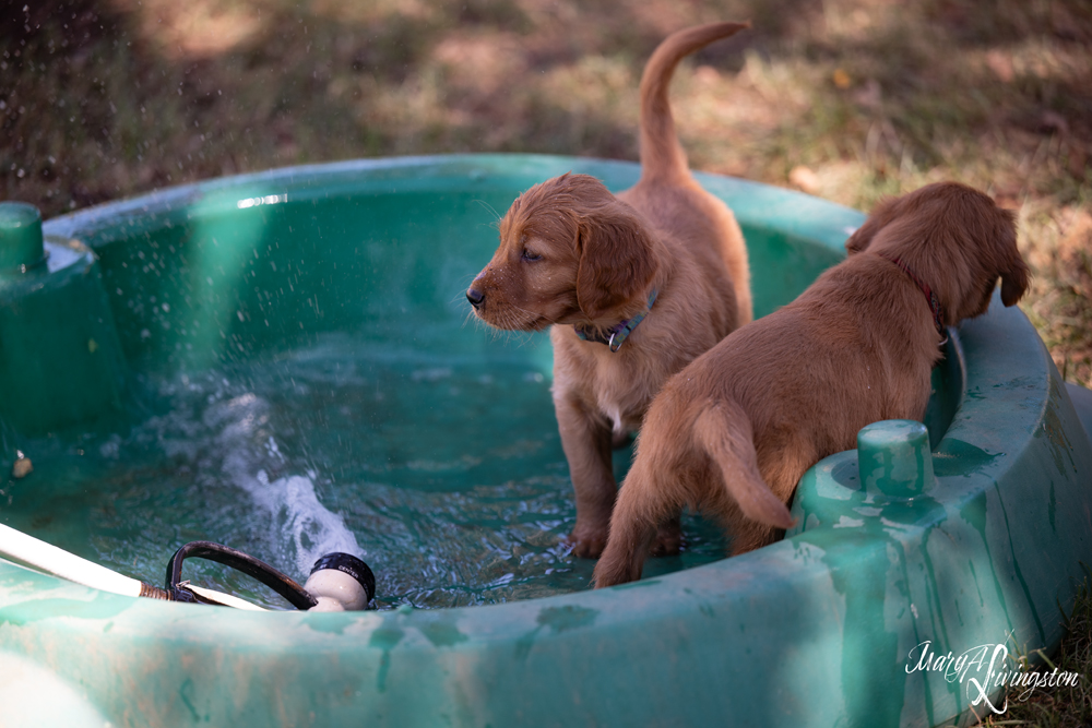 Puppies playing in water.