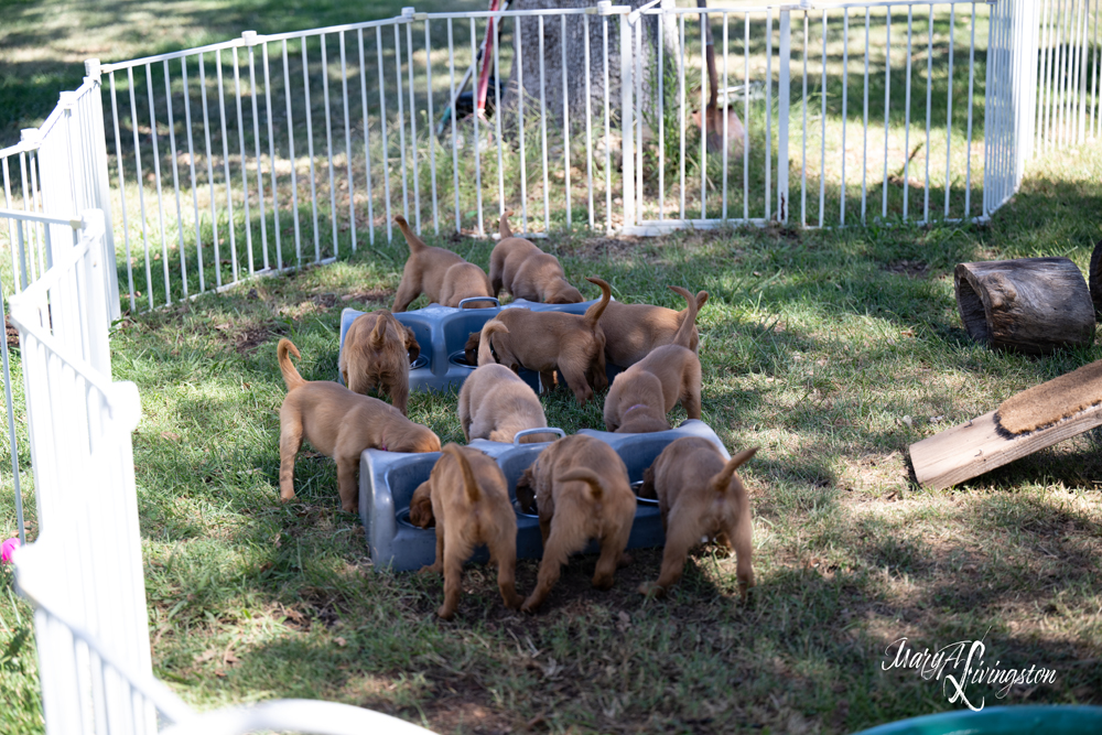 Puppies playing in water.