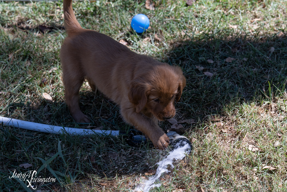 Puppies playing in water.