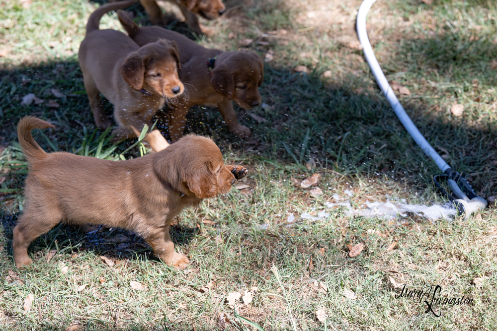 Puppies love people!