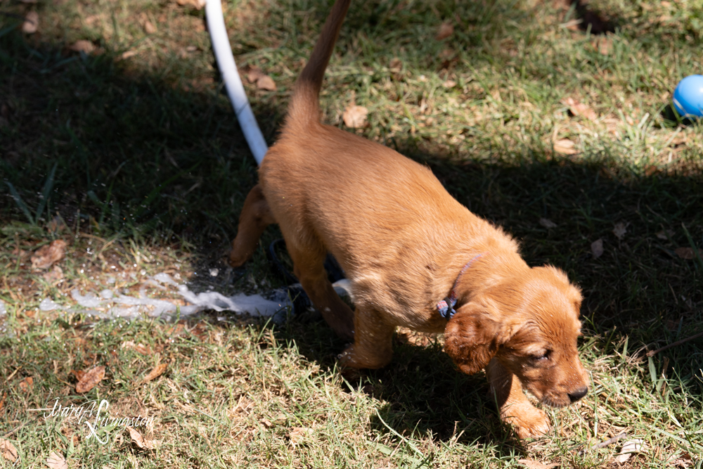 Puppies love people!