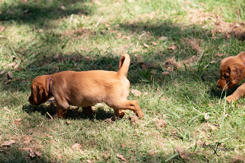 Puppies on the move.