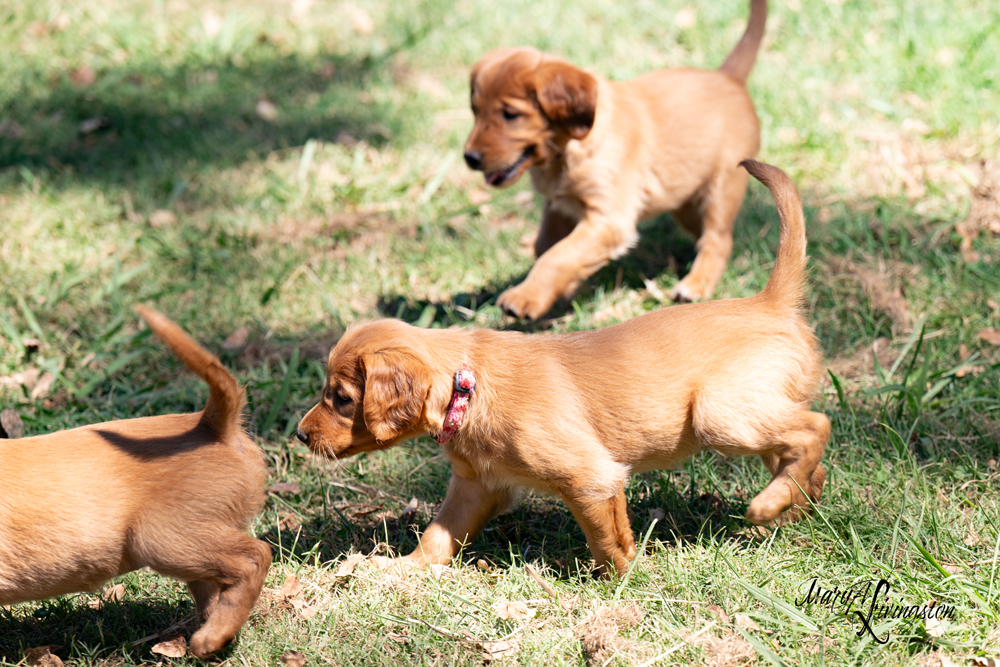Puppies on the move.