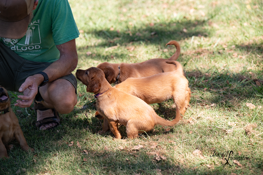 Puppies on the move.