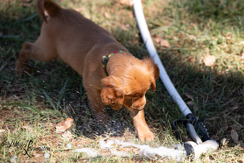 Puppies on the move.