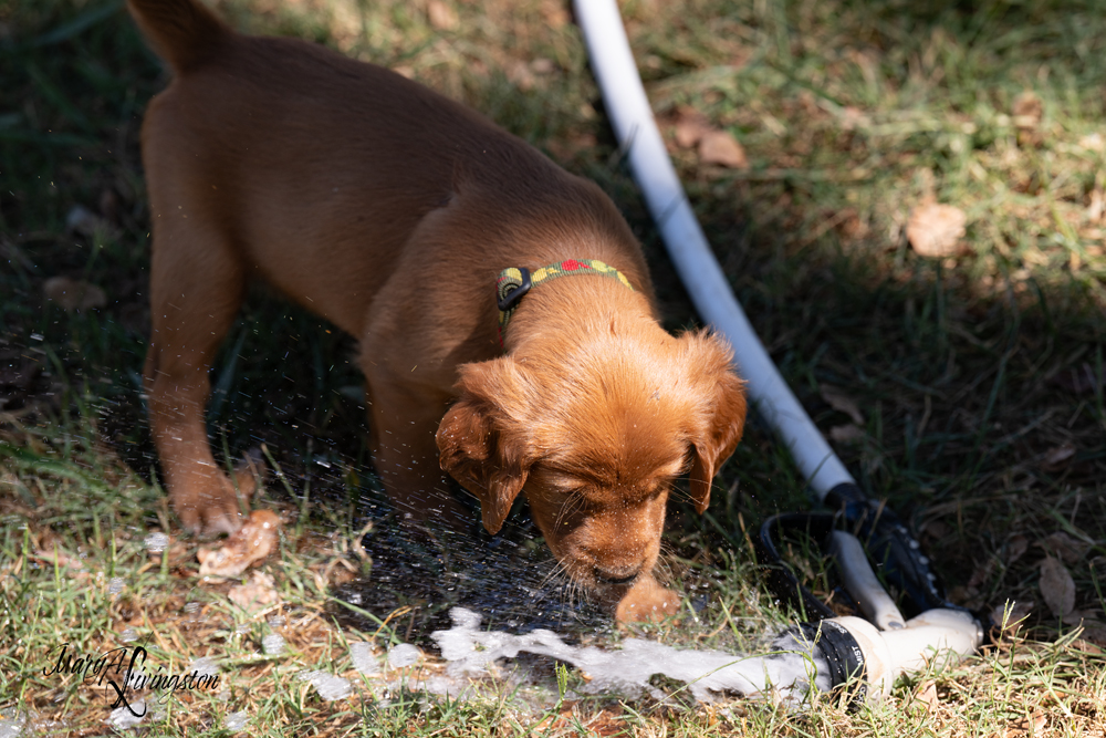 Puppies on the move.