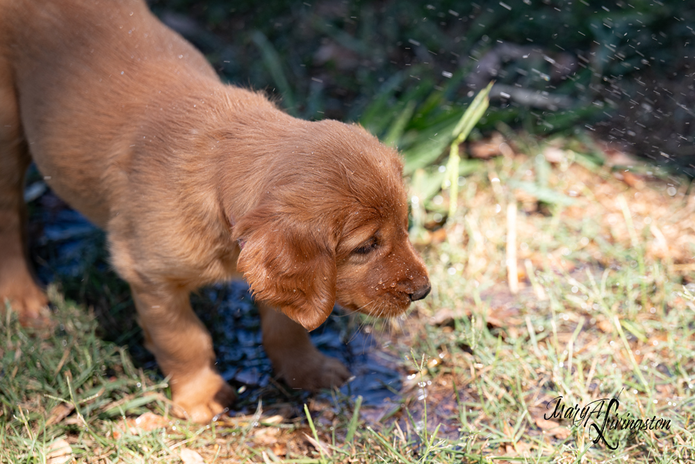 Puppies on the move.