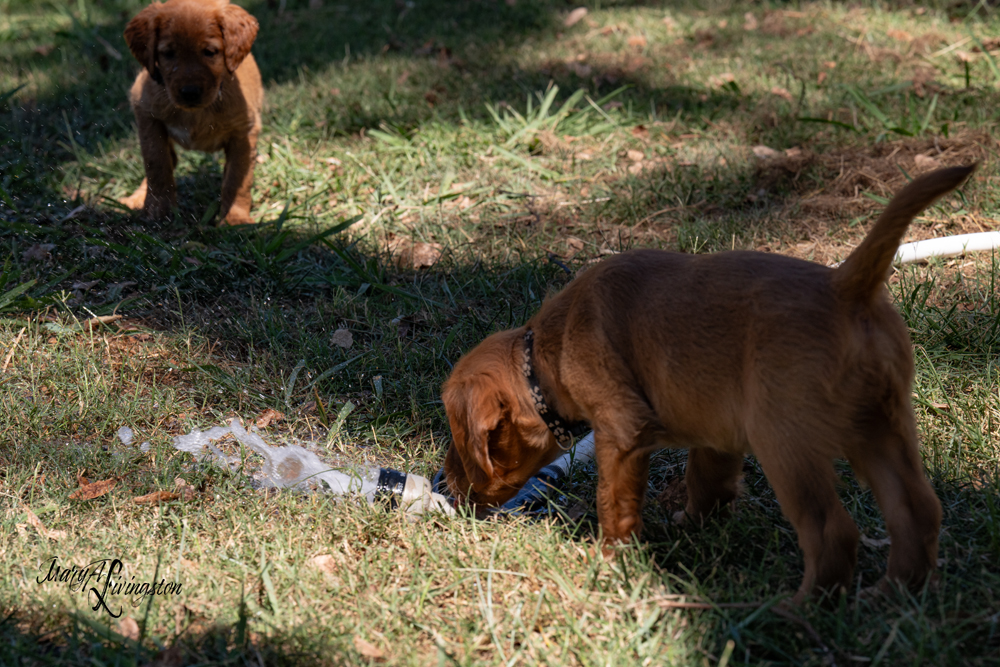 Puppies on the move.
