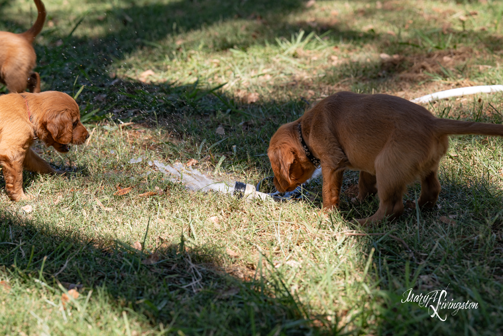Puppies on the move.