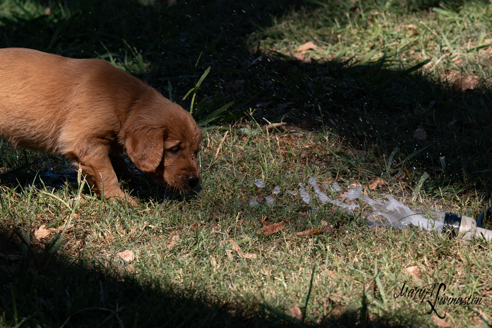 Puppies on the move.