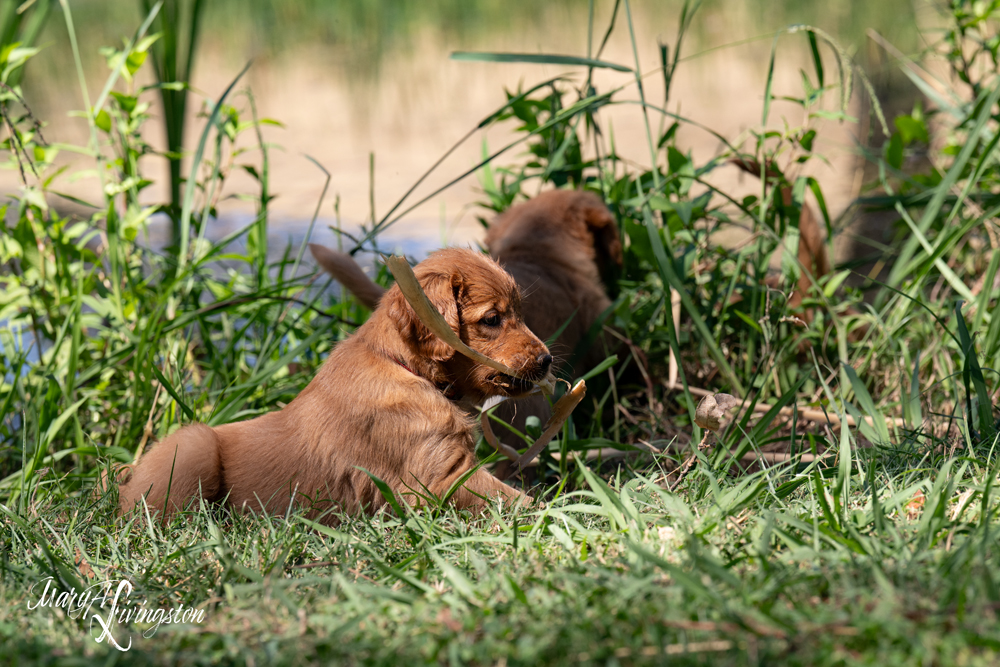 Puppies on the move.