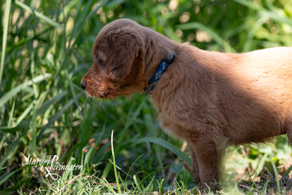 Puppies on the move.