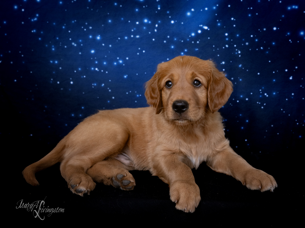Puppy known as Buzz