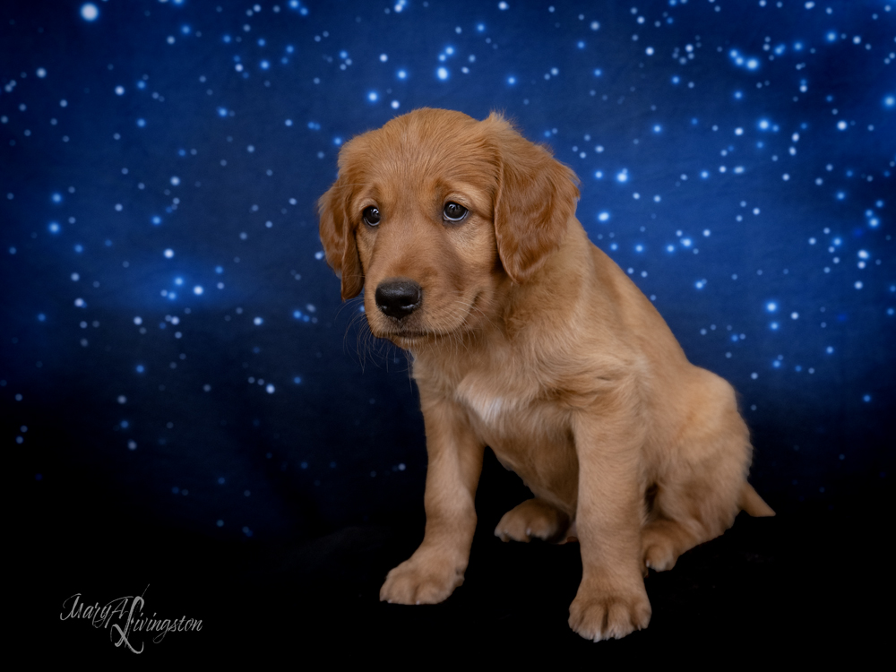 Puppy known as Buzz