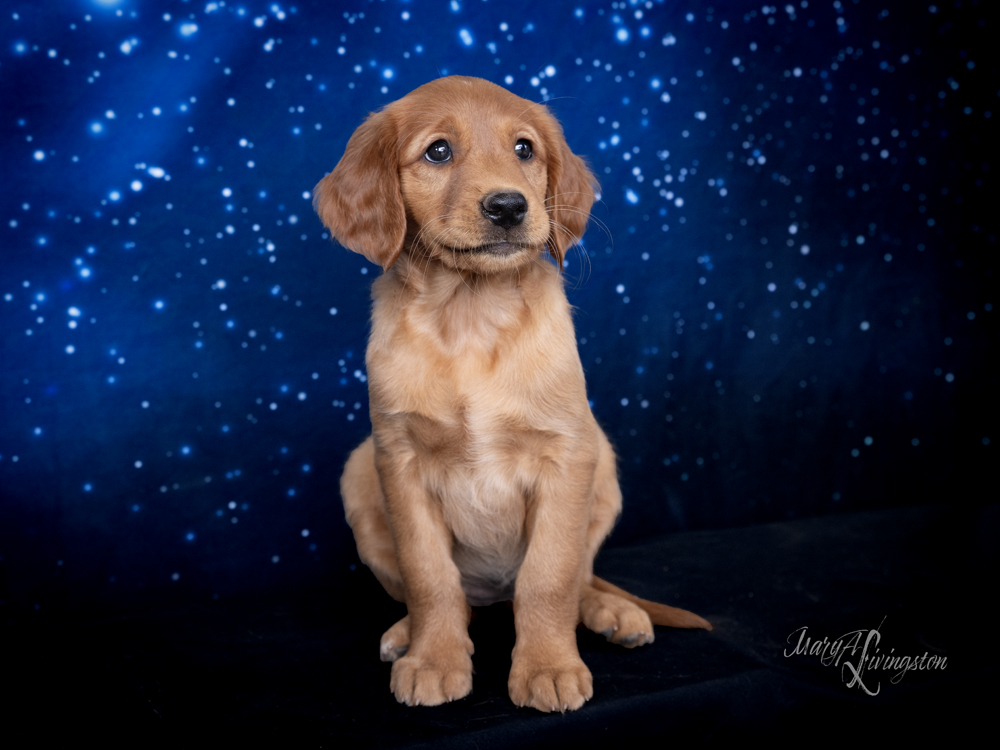 Puppy known as EZIE