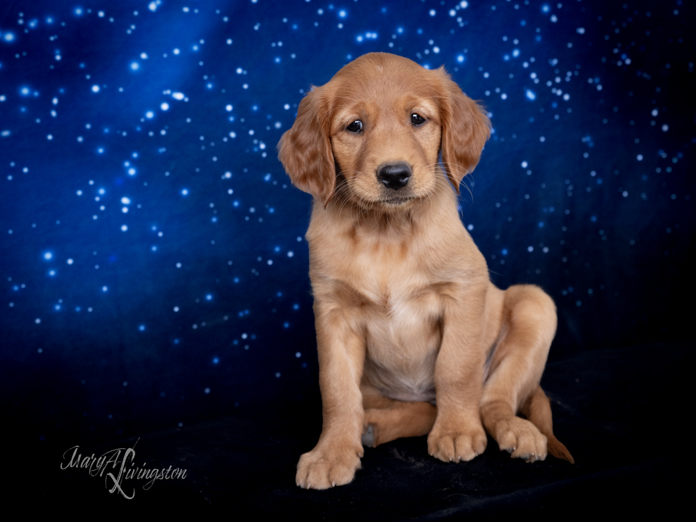 Puppy known as EZIE