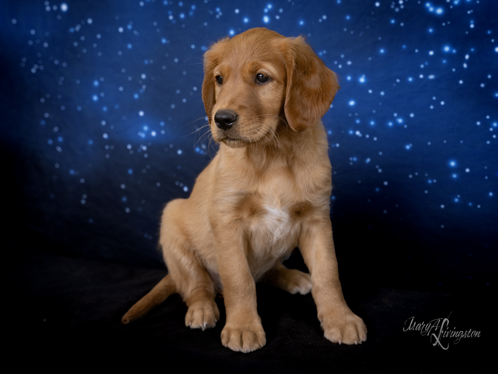 Puppy known as Hubble