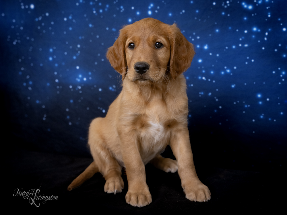 Puppy known as Hubble
