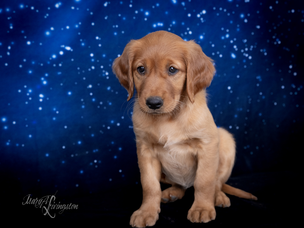 Puppy known as Lucy