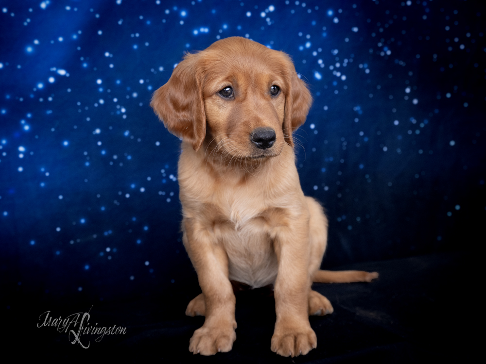 Puppy known as Lucy