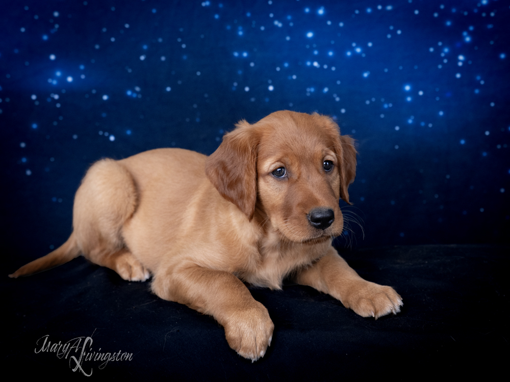 Puppy known as McClain