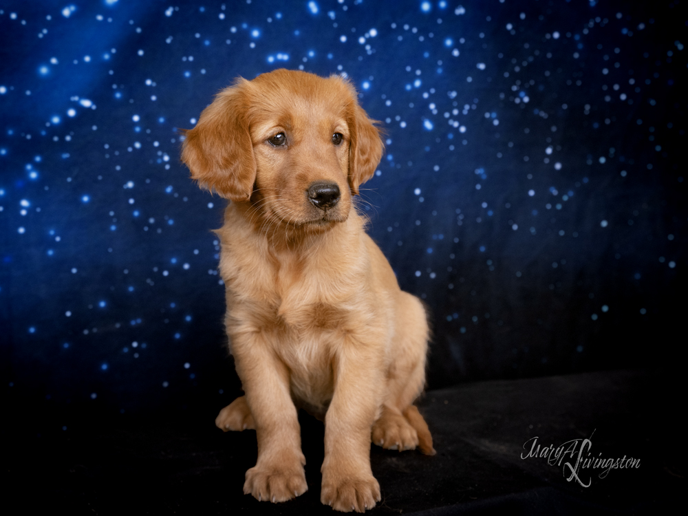 Puppy known as Rocket